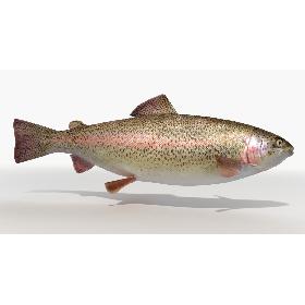 Trout (Animated) 3D model